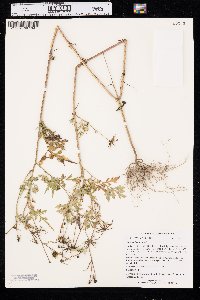 Bidens bipinnata image