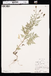 Bidens bipinnata image