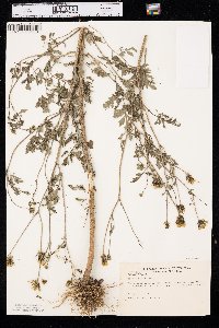 Bidens bipinnata image