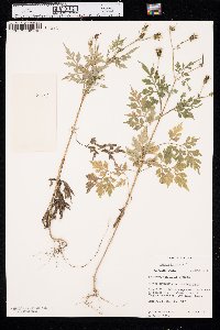 Bidens bipinnata image