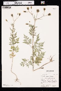 Bidens bipinnata image