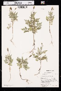 Bidens bipinnata image