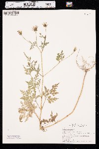 Bidens bipinnata image