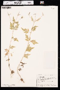 Bidens bipinnata image