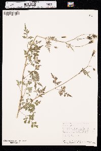 Bidens bipinnata image