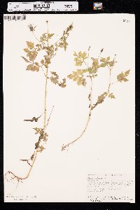 Bidens bipinnata image