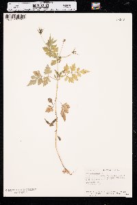 Bidens bipinnata image