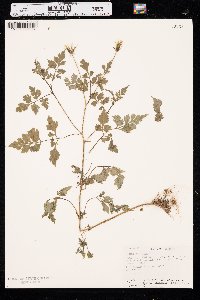 Bidens bipinnata image