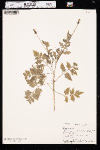 Bidens bipinnata image