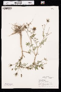 Bidens bipinnata image