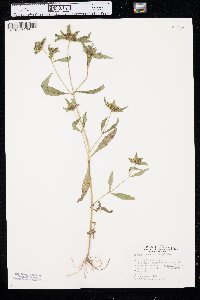 Bidens tripartita image