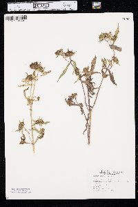 Bidens tripartita image