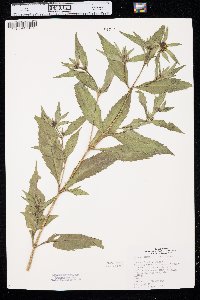 Bidens tripartita image