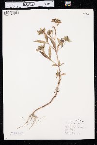 Bidens tripartita image