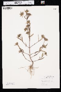 Bidens tripartita image