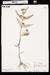 Bidens tripartita image