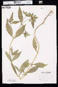 Bidens tripartita image