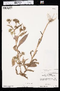 Bidens tripartita image