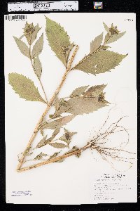 Bidens tripartita image