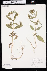 Bidens tripartita image