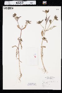 Bidens tripartita image