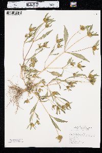 Bidens tripartita image