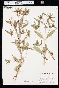 Bidens tripartita image