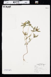 Bidens tripartita image