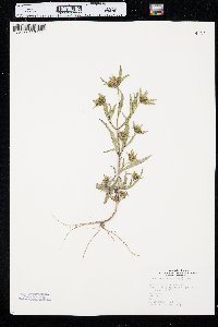 Bidens tripartita image