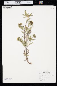 Bidens tripartita image