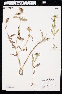 Bidens tripartita image