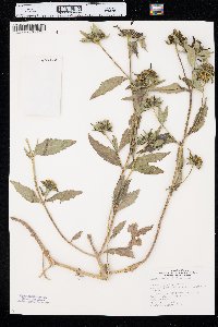 Bidens tripartita image