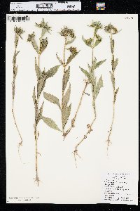 Bidens tripartita image