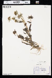 Bidens tripartita image