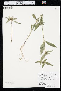 Bidens tripartita image