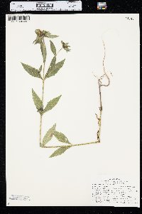 Bidens tripartita image