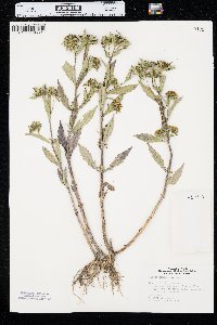 Bidens tripartita image