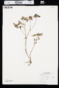 Bidens tripartita image