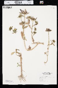 Bidens tripartita image