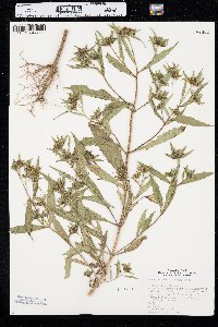 Bidens tripartita image