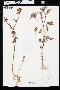 Bidens tripartita image