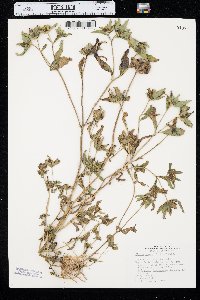 Bidens tripartita image