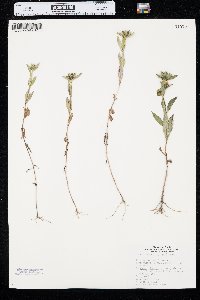 Bidens tripartita image