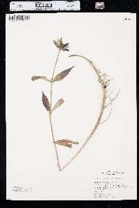 Bidens tripartita image