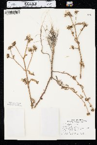 Bidens tripartita image