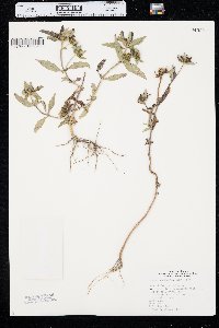 Bidens tripartita image