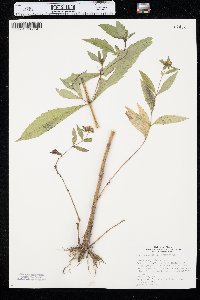 Bidens tripartita image