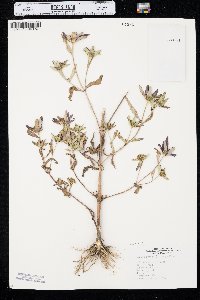 Bidens tripartita image