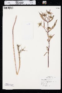 Bidens tripartita image