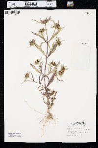 Bidens tripartita image